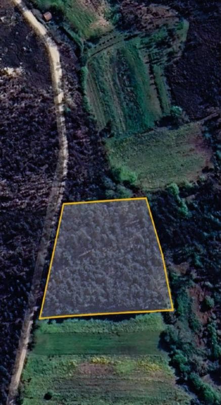 Prédio Rustico - terreno a pinhal e mato