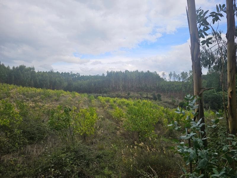 Terreno Rústico em Vale da Idanha - Olalhas - Tomar (6880m2)