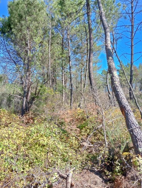 Prédio rústico sito em Viseu - Cavernães