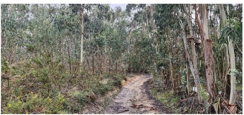 ½ (METADE) do PRÉDIO RÚSTICO sito em RAMALHAL