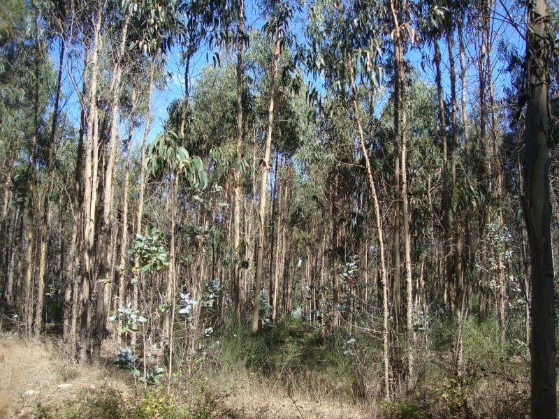 Metade indivisa do prédio rústico, situado no Vale das Pegas, Olho Marinho