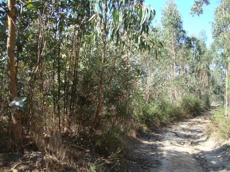 Prédio rústico, situado no sítio denominado Mata, Olho Marinho - Óbidos