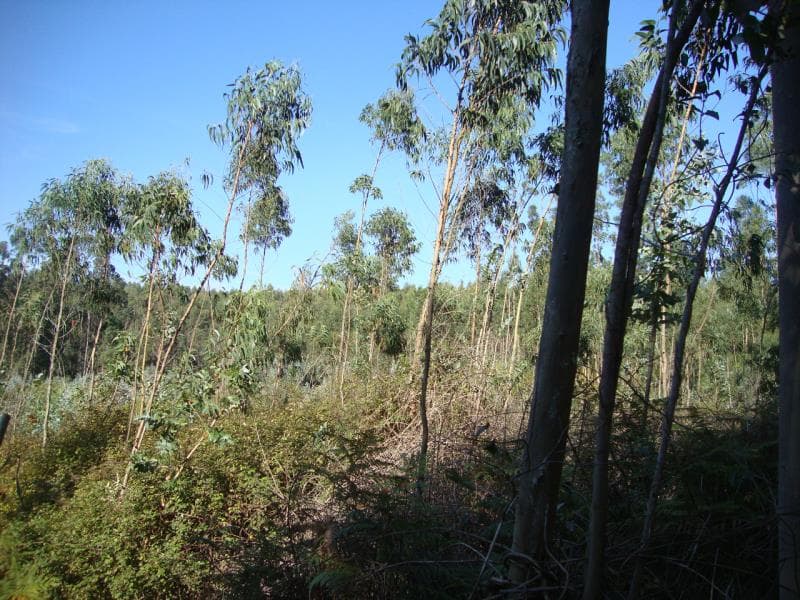 Prédio rústico, situado em Charneca da Mata - Olho Marinho