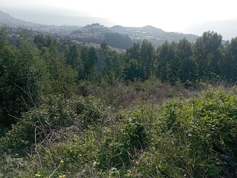 Prédio em Pereira Covão (Madeira