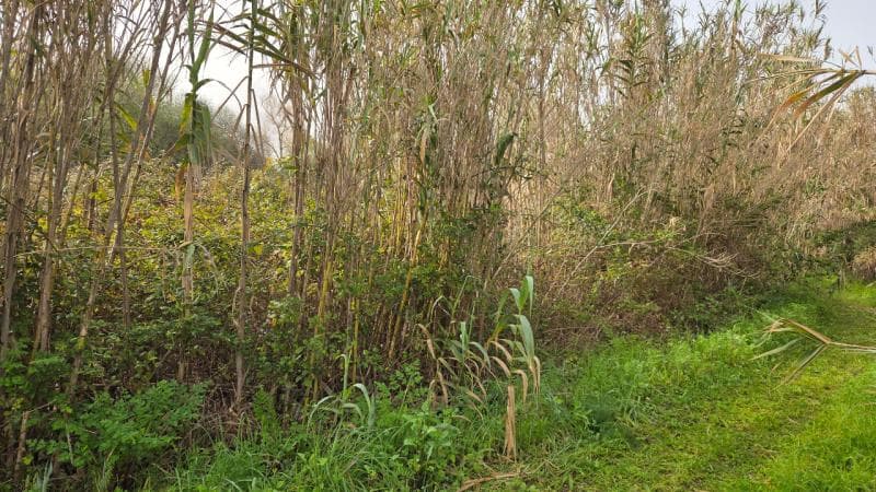 Prédio Rustico sito em Sto André de Vagos, com 2140m2