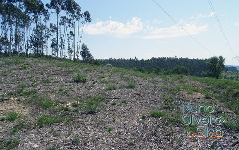 2 imóveis Rústicos em Oliveira de Azemeis