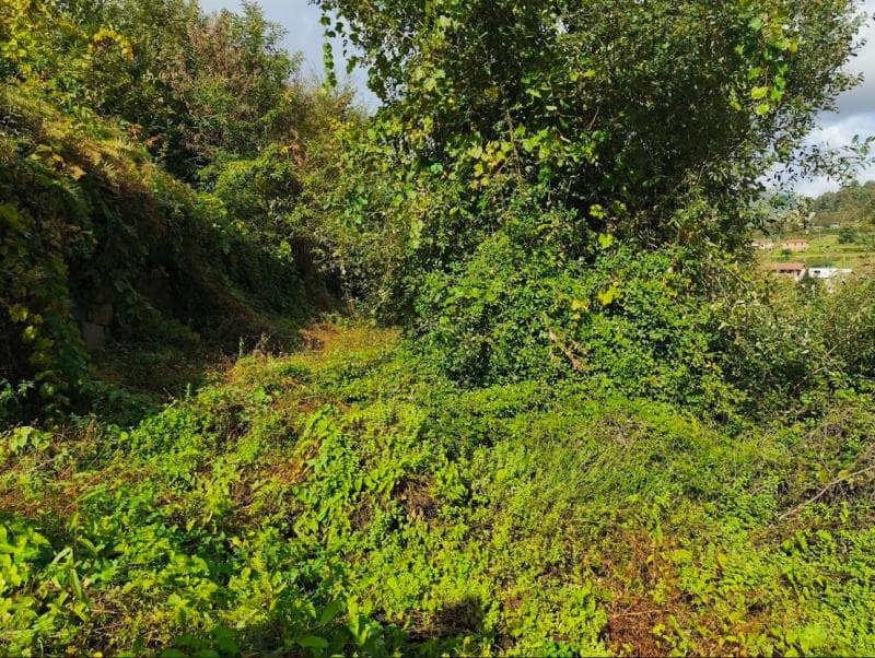 Campo do Longal em Rossas