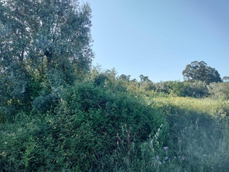 Verba nº 2: Prédio rústico Situado em Carvalheira, Mealhada