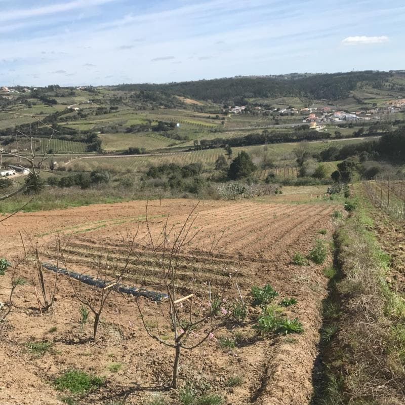 Terreno Agrícola