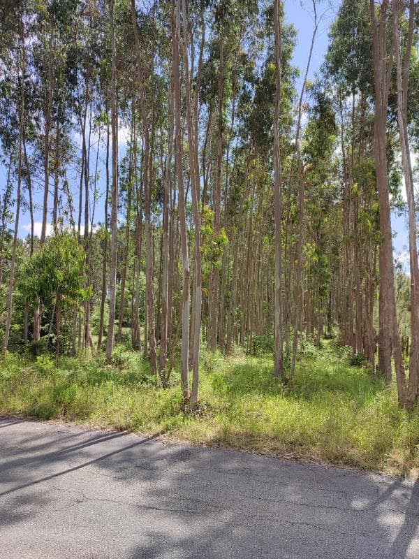Terra de semeadura em Campos, Maceira Liz