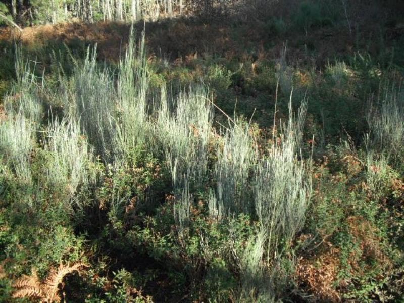 terreno de pinhal e mato