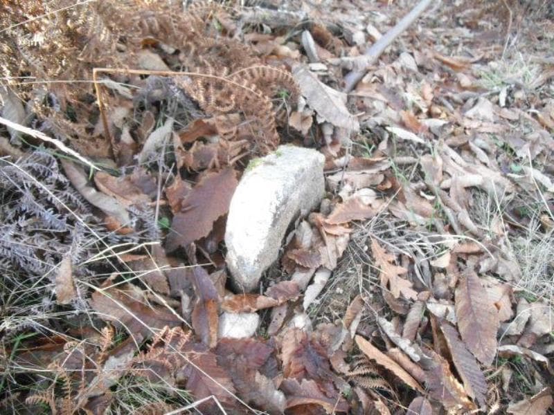 terreno de pinhal, mato e 5 castanheiros