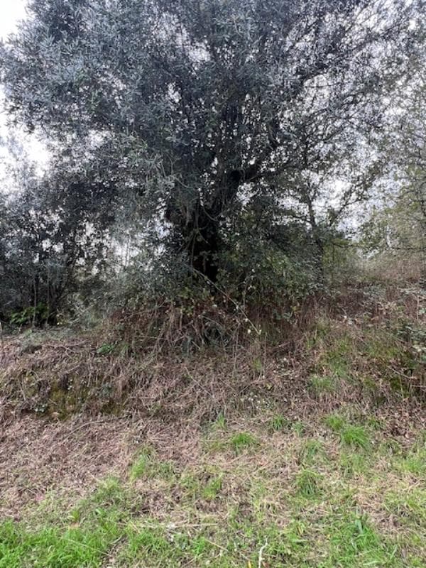 Prédio rústico em Pedra do Bico - Tábua