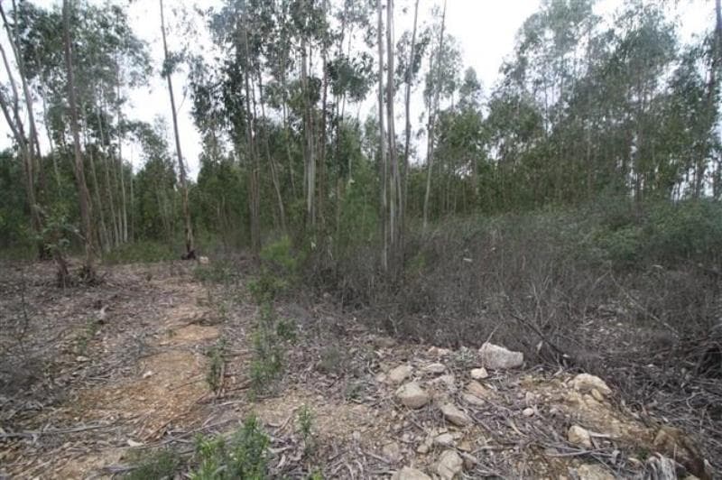 Prédio rústico em Olalhas