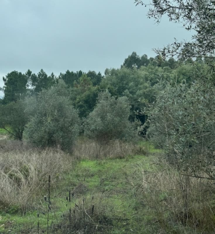 Rústico em Tomar - Serra e Junceira