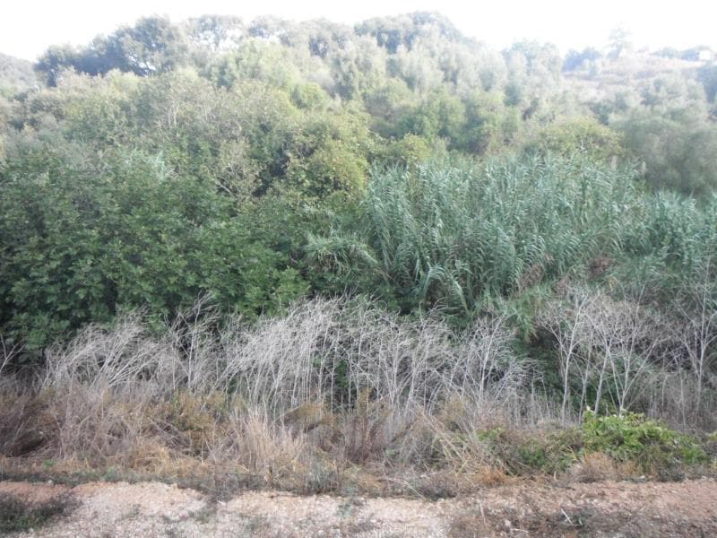 Nua Propriedade Terreno agricola em Limites de Gales / Milharado
