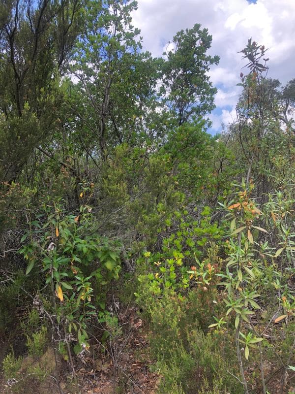 Prédio rústico - Salir- Loulé