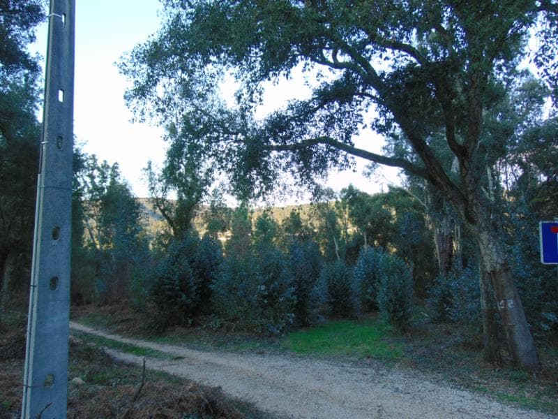 TERRENO - ALAGOA/CARVALHO DA MEDA (GÓIS)