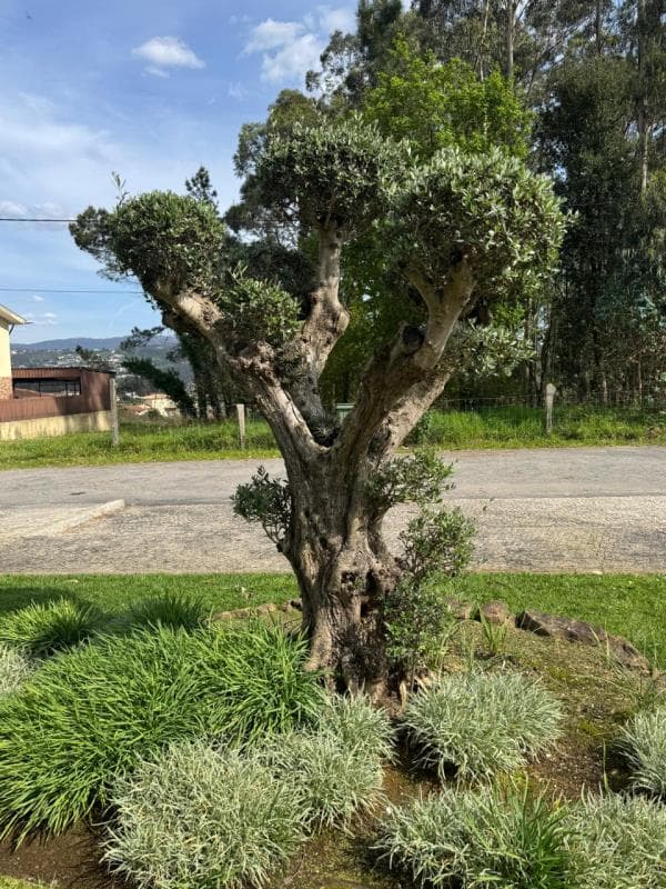 Uma Oliveira adulta (V.1)