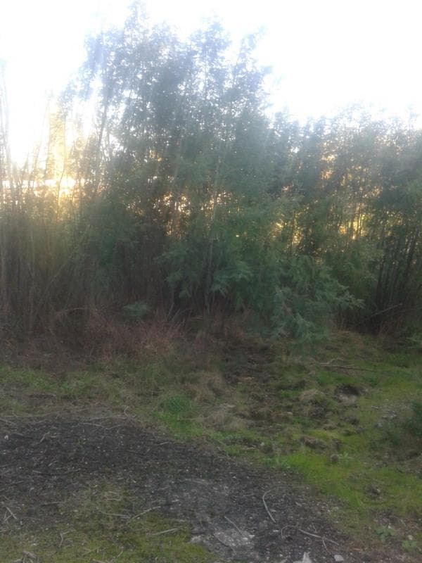 Terreno para cultura situado em Vale da Videira, Currelos, Carregal do Sal