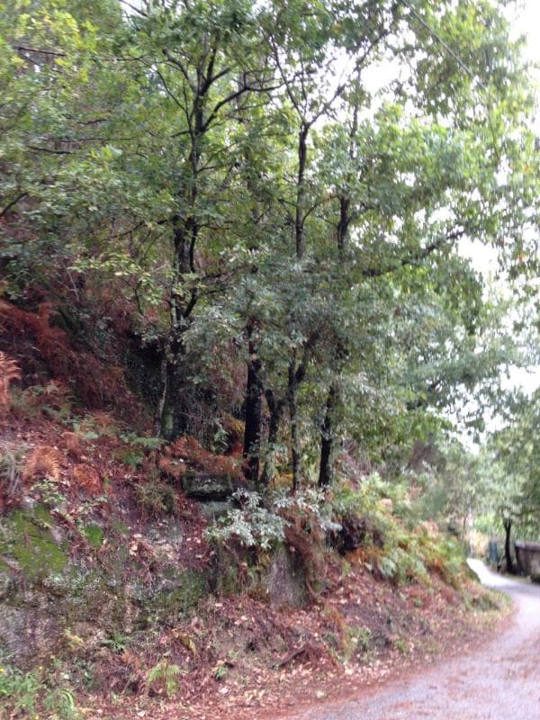 Prédio rústico em Valdosende, Terras de Bouro