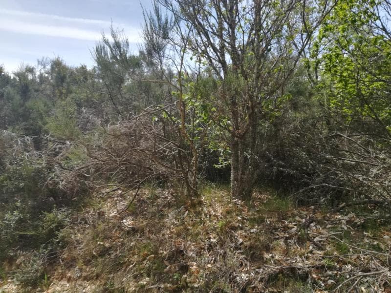 Prédio rústico em Chopeiro - Avelanoso (Vimioso)