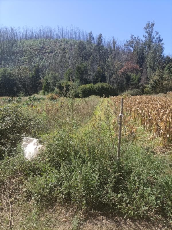 terreno cultura de regadio