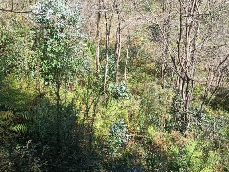 terreno de eucaliptal