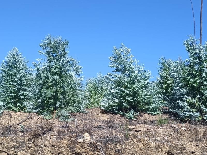 1/2 de terreno de eucaliptal