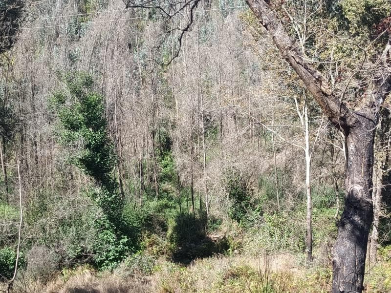 Pinhal e cultura de regadio