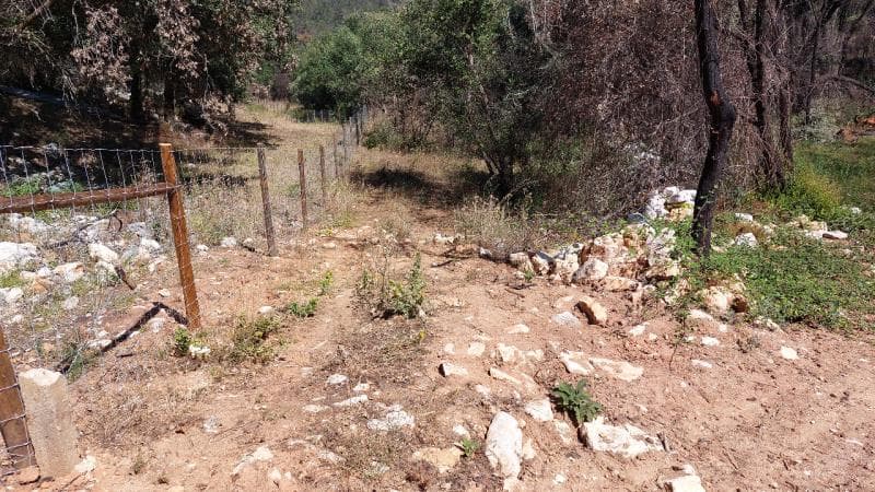 Terra de semeadura com oliveiras