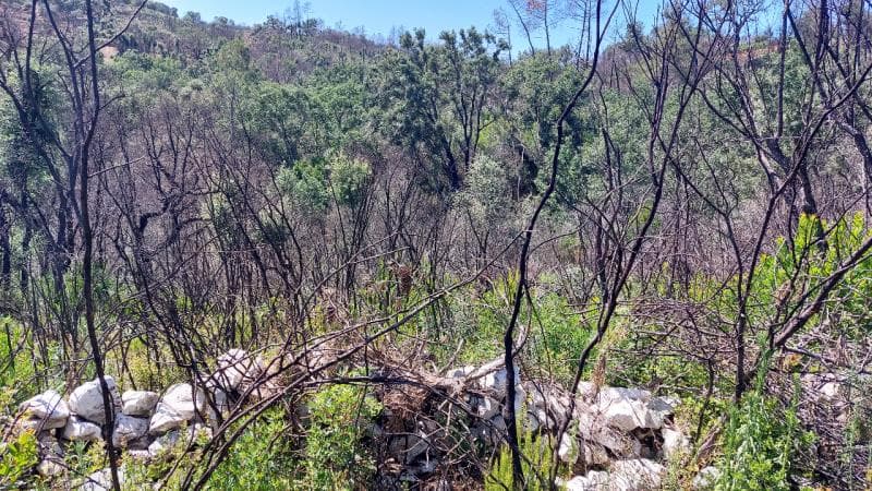 1/3 do Prédio Rústico sito em Covão Grande